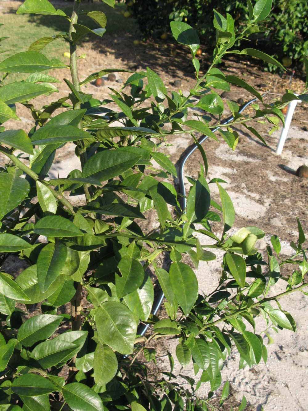            Sun leaves (Winter Haven, FL)   